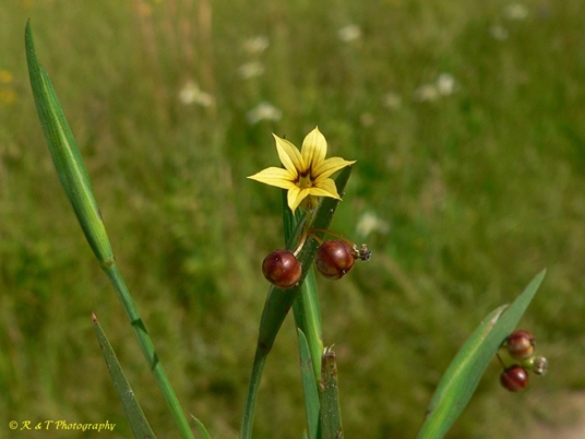 {Sisyrinchium rosulatum}